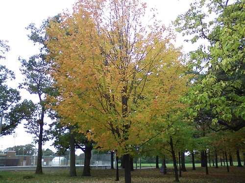 High Park, Fall 2007